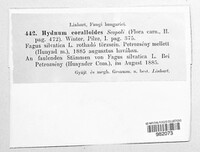 Hericium coralloides image
